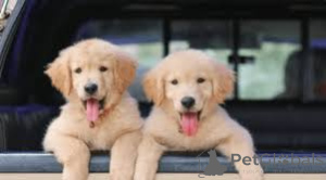 Photo №3. Chiots Golden Retriever. Suisse