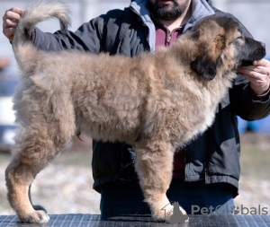 Photos supplémentaires: chiots berger du caucase