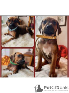 Photo №2 de l'annonce № 30906 de la vente chien de rhodésie à crête dorsale - acheter à Suisse annonce privée