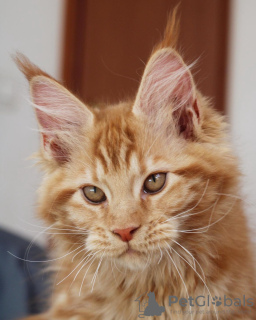 Photo №3. Maine coon. Allemagne