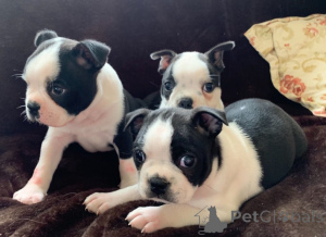 Photo №3. Chiots Boston Terrier. Suède