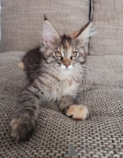 Photo №4. Je vais vendre maine coon en ville de Kazan. de la fourrière - prix - 328€