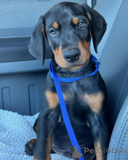Photo №2 de l'annonce № 137277 de la vente dobermann - acheter à Albanie annonce privée