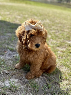 Photo №4. Je vais vendre chien bâtard en ville de Bergisch Gladbach. éleveur - prix - 400€