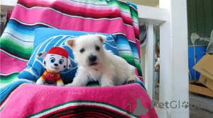 Photo №1. west highland white terrier - à vendre en ville de Bague | négocié | Annonce №169959