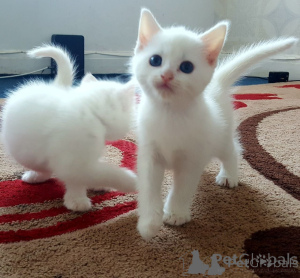 Photo №1. angora turc - à vendre en ville de Barcelone | négocié | Annonce № 174684