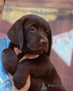Photo №2 de l'annonce № 168723 de la vente labrador retriever - acheter à Serbie éleveur