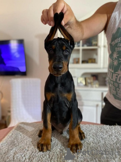 Photo №2 de l'annonce № 113503 de la vente dobermann - acheter à Serbie éleveur