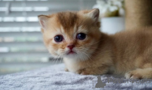 Photo №4. Je vais vendre munchkin en ville de Munich. éleveur - prix - négocié