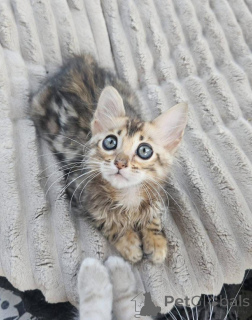 Photo №2 de l'annonce № 153245 de la vente bengal - acheter à Suède annonce privée