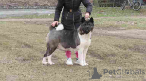 Photo №4. Je vais vendre akita (chien) en ville de Belgrade. éleveur - prix - négocié