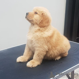 Photo №2 de l'annonce № 121939 de la vente golden retriever - acheter à Allemagne annonce privée