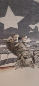 Photo №1. british shorthair - à vendre en ville de Hannover | 200€ | Annonce № 147055