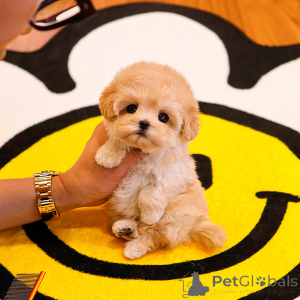 Photo №3. chiot doux maltipoo pour adoption. USA
