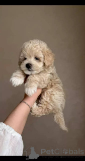 Photo №1. maltipu - à vendre en ville de Berlin | négocié | Annonce №154869