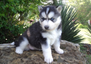 Photo №2 de l'annonce № 172127 de la vente husky de sibérie - acheter à Georgia 