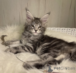 Photo №2 de l'annonce № 161667 de la vente maine coon - acheter à USA éleveur