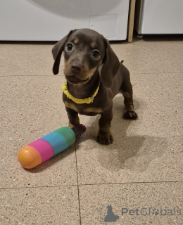 Photo №4. Je vais vendre chien bâtard en ville de Vienna. éleveur - prix - 240€