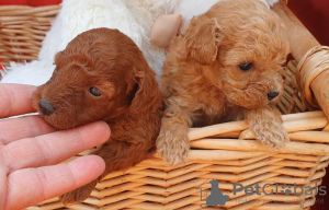 Photos supplémentaires: Caniche jouet