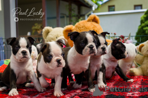 Photo №3. Beatrix Black-Tiger Boston Terrier des champions. Vous cherchez une famille. Ukraine
