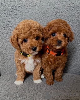 Photo №1. caniche (jouet) - à vendre en ville de Lienz | négocié | Annonce №158386