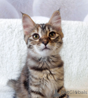 Photo №4. Je vais vendre  en ville de Moskova. annonce privée - prix - Gratuit