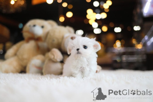 Photo №1. bichon maltais - à vendre en ville de Oklahoma City | négocié | Annonce №155004