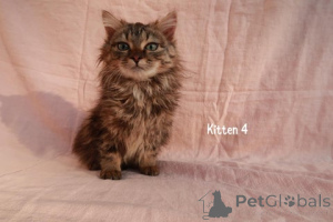 Photo №3. Maine-Ecoon-Kreuzungskätzchen. Allemagne