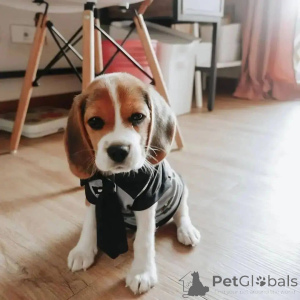 Photo №3. Chiot beagle. USA