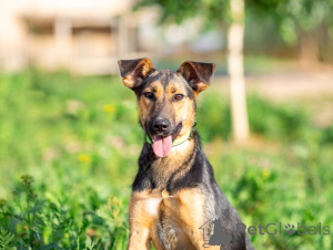 Photo №1. chien bâtard - à vendre en ville de Rivière moscou | Gratuit | Annonce №163554