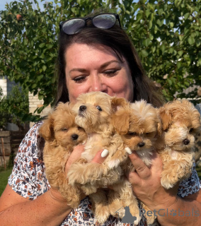 Photo №1. maltipu - à vendre en ville de Dnipro | 2656€ | Annonce №147473