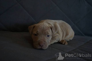 Photo №3. Chiots Pitbull Terrier. Serbie