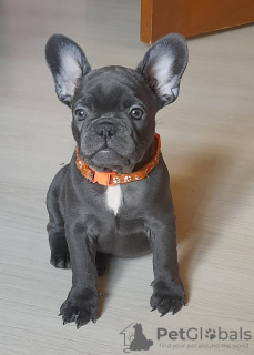 Photo №1. bouledogue - à vendre en ville de Москва | 1700€ | Annonce №24670