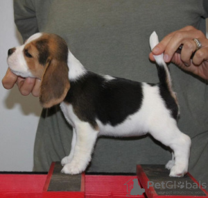 Photo №1. beagle - à vendre en ville de Munich | 360€ | Annonce №120606