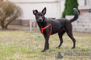 Photos supplémentaires: Le gentil et joyeux chien Stitch cherche de toute urgence un foyer.