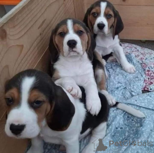 Photo №4. Je vais vendre chien bâtard en ville de Achaern.  - prix - Gratuit