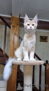 Photo №4. Je vais vendre maine coon en ville de Newcastle. éleveur - prix - négocié