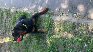 Photo №2. Service d'accouplement rottweiler. Prix - 100€