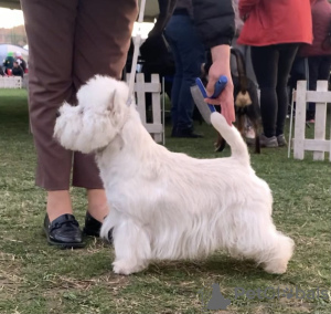 Photos supplémentaires: Meilleurs chiots West Highland White Terrier à vendre