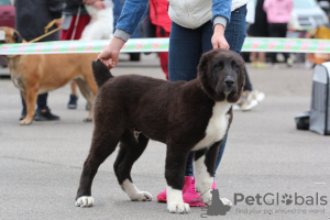 Photo №3. Chiots SAO (chien de berger d'Asie centrale). Lituanie