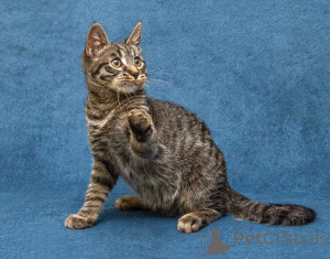 Photo №4. Je vais vendre  en ville de Moskova. annonce privée - prix - Gratuit