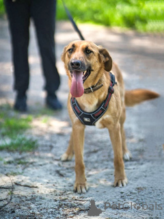 Photo №1. chien bâtard - à vendre en ville de Moskova | Gratuit | Annonce №168981