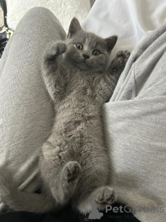 Photo №1. british shorthair - à vendre en ville de Berlin | 550€ | Annonce № 165157