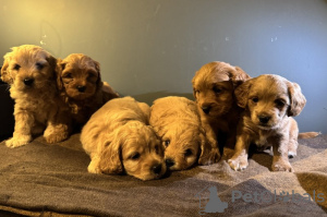 Photo №4. Je vais vendre maltipu en ville de Leingarten. annonce privée - prix - 800€