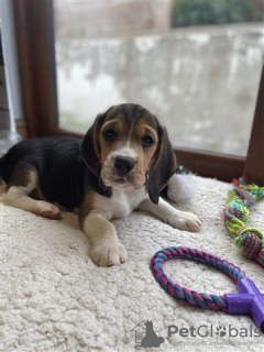 Photo №1. beagle - à vendre en ville de Phoenix | négocié | Annonce №127718