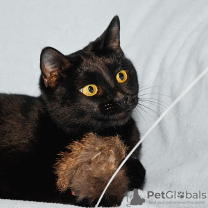 Photos supplémentaires: Bagheera et Rusya, deux chats noirs comme du charbon, cherchent un foyer