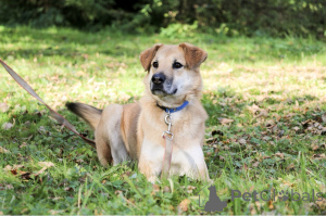 Photo №2 de l'annonce № 138782 de la vente chien bâtard - acheter à Fédération de Russie 