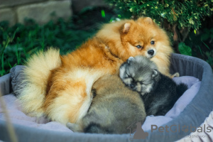 Photo №3. Beaux chiots de Poméranie. Biélorussie