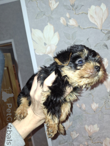 Photo №3. Charmants chiots Yorkshire Terrier.. La finlande
