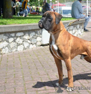 Photos supplémentaires: Boxer allemand, jeune chien